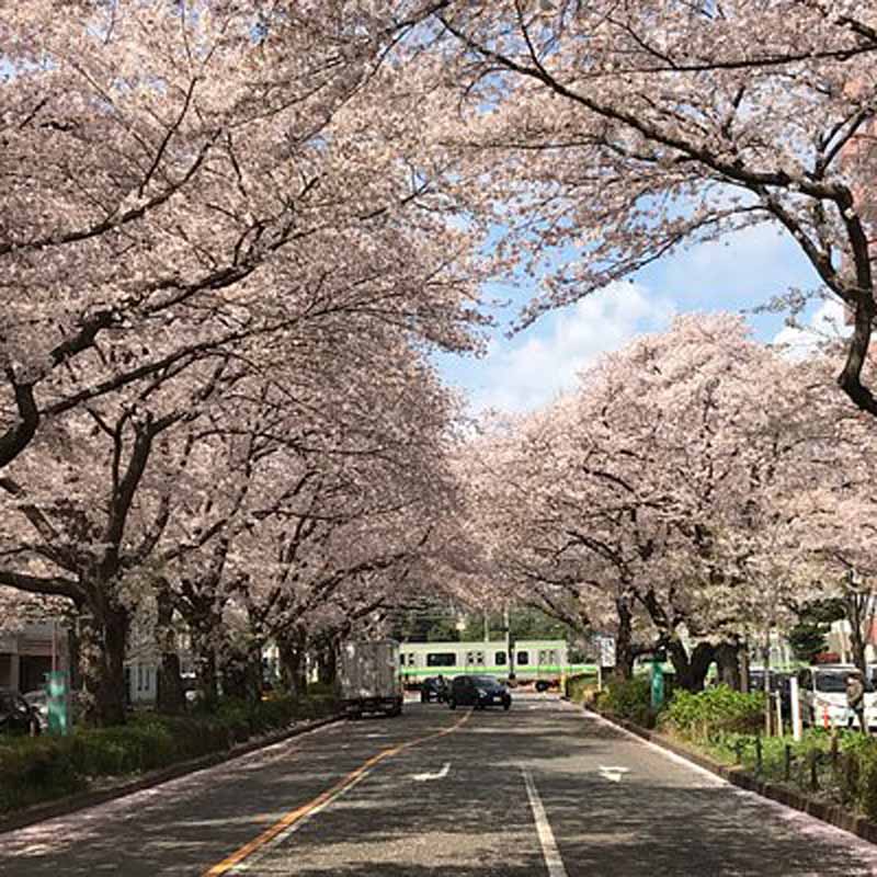 Discovering Sagamihara-city, Japan: Home of Soulnote Audio